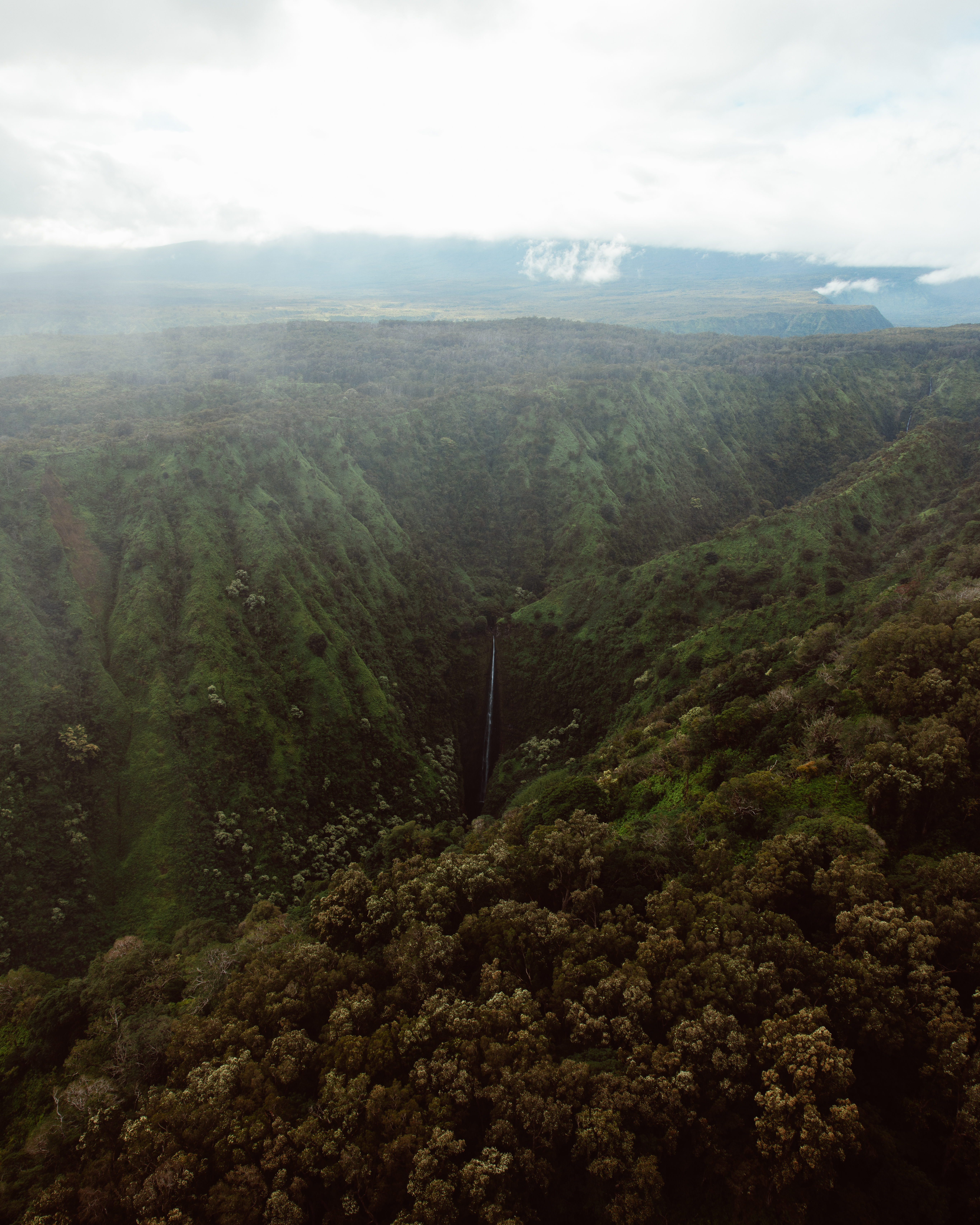 Charcoal VII — Nettleton Road