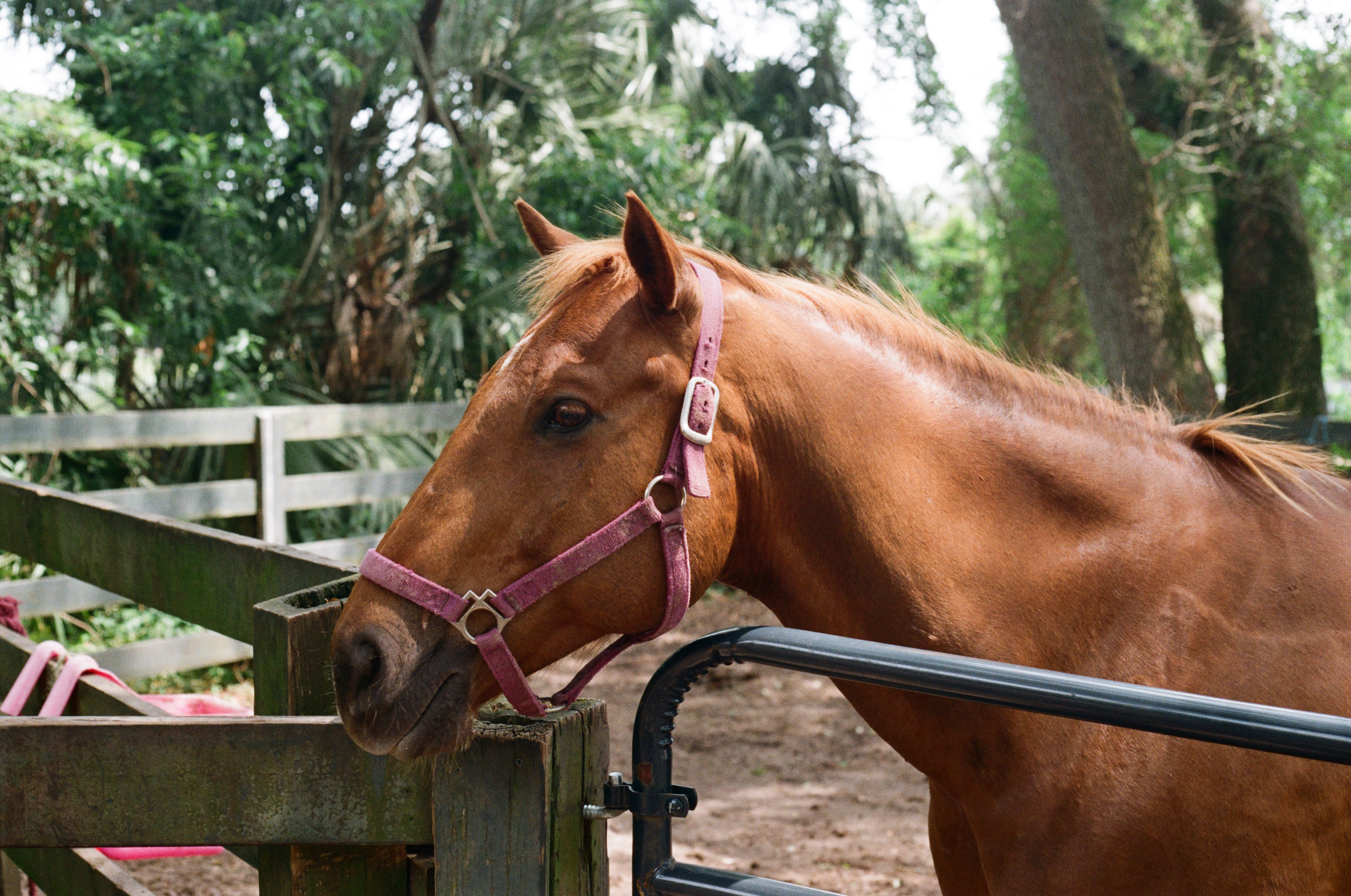 Gold I — Nettleton Road