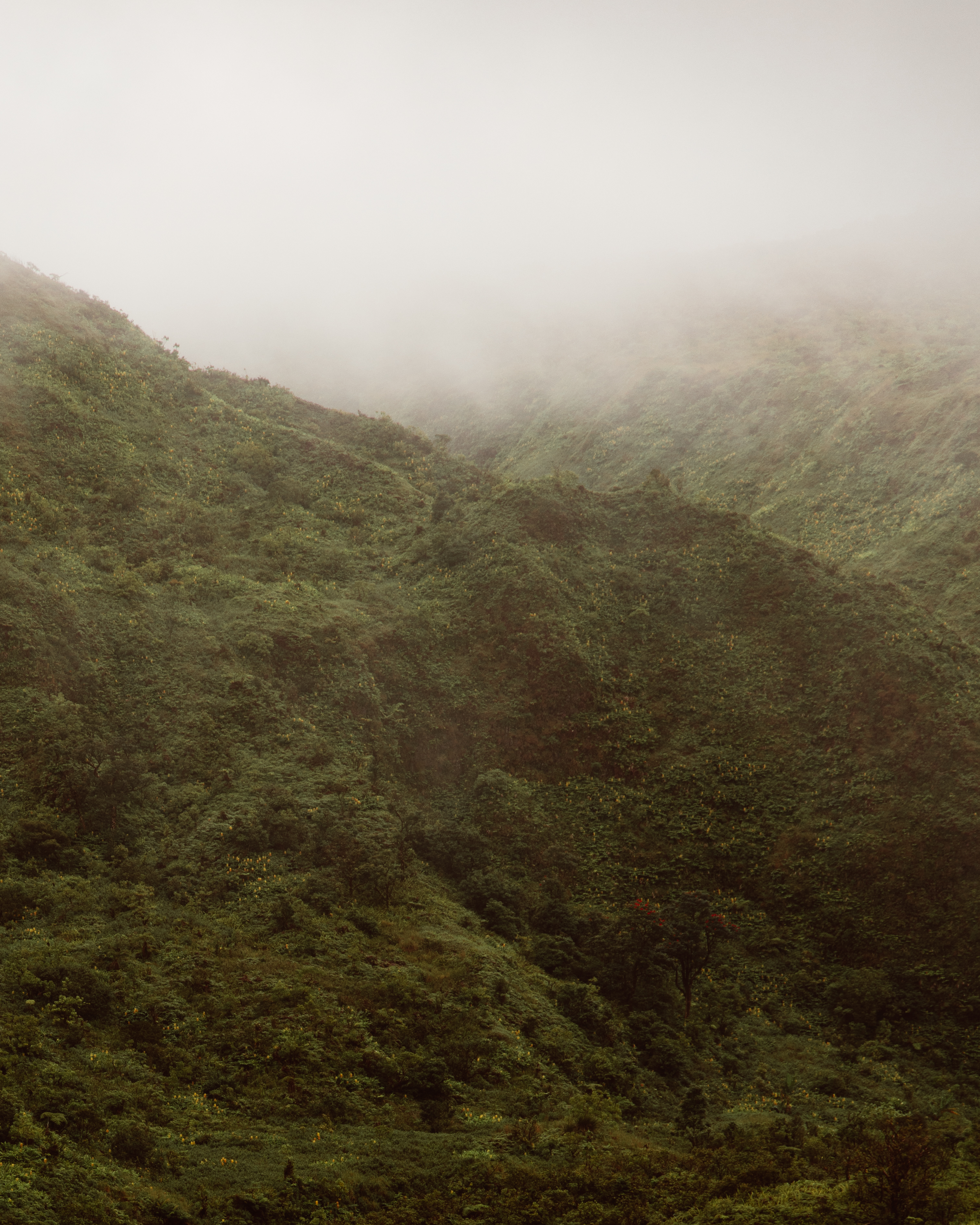 Gold IV — Nettleton Road