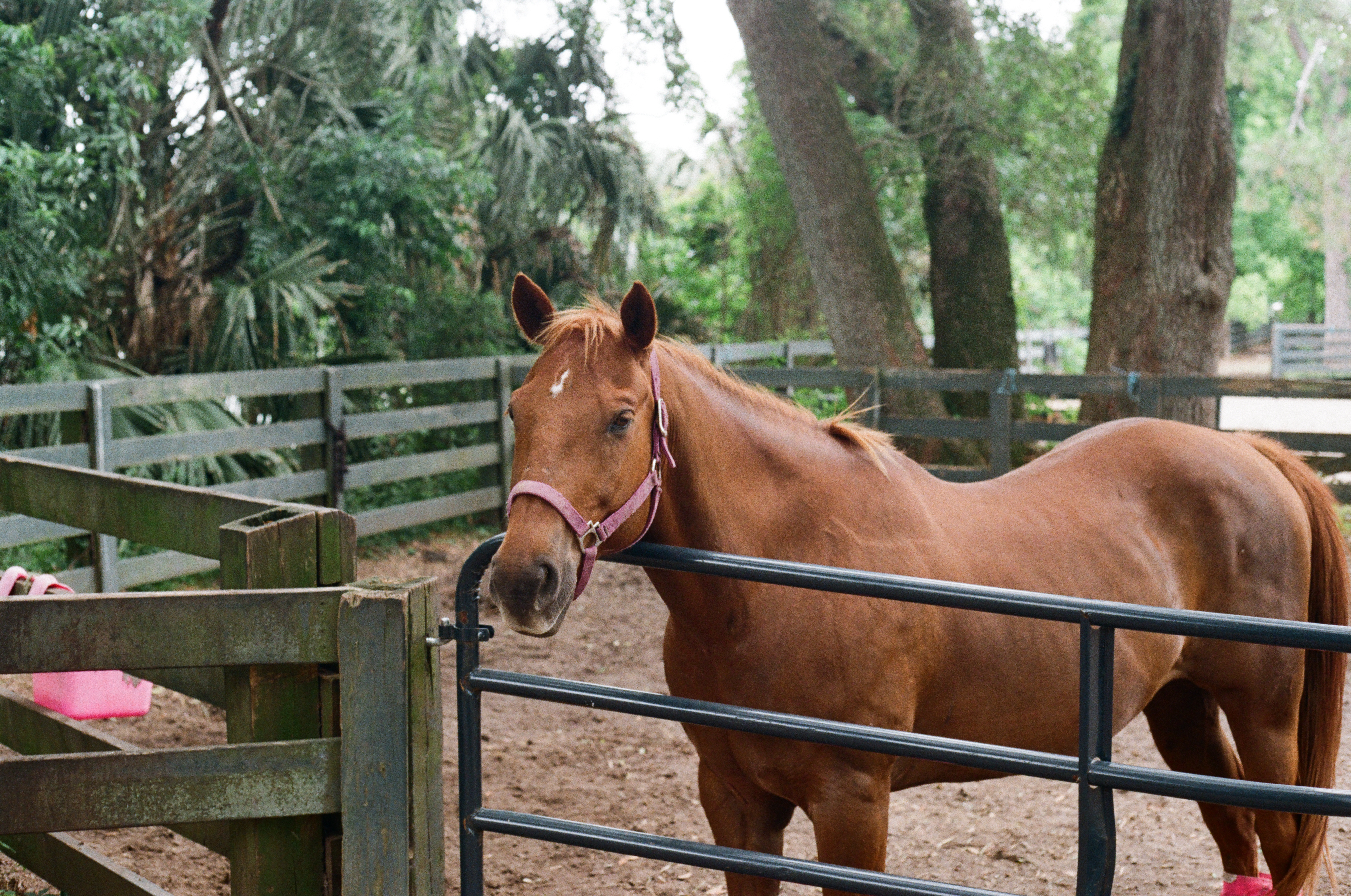 Olive II — Nettleton Road