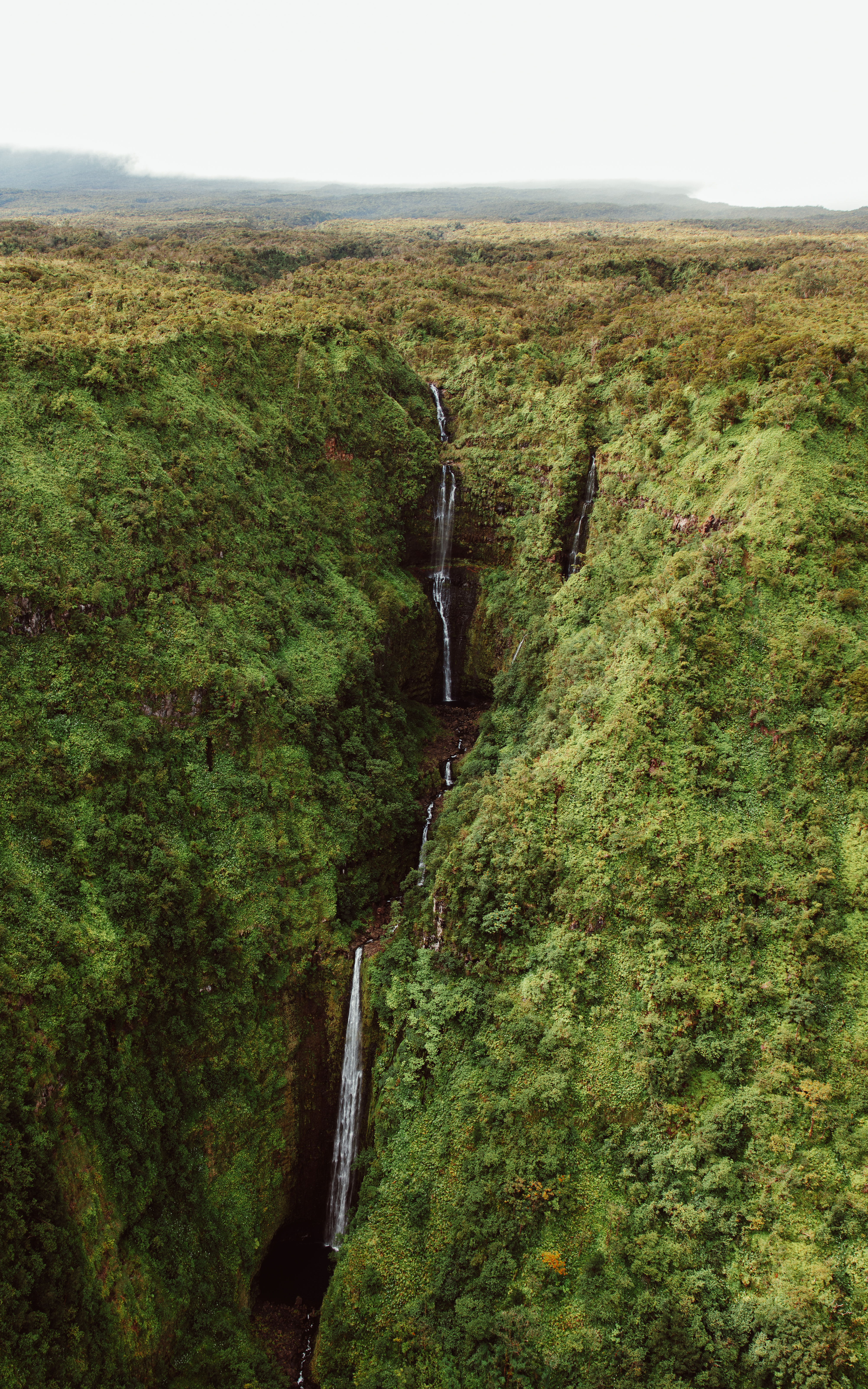 Olive IX — Nettleton Road