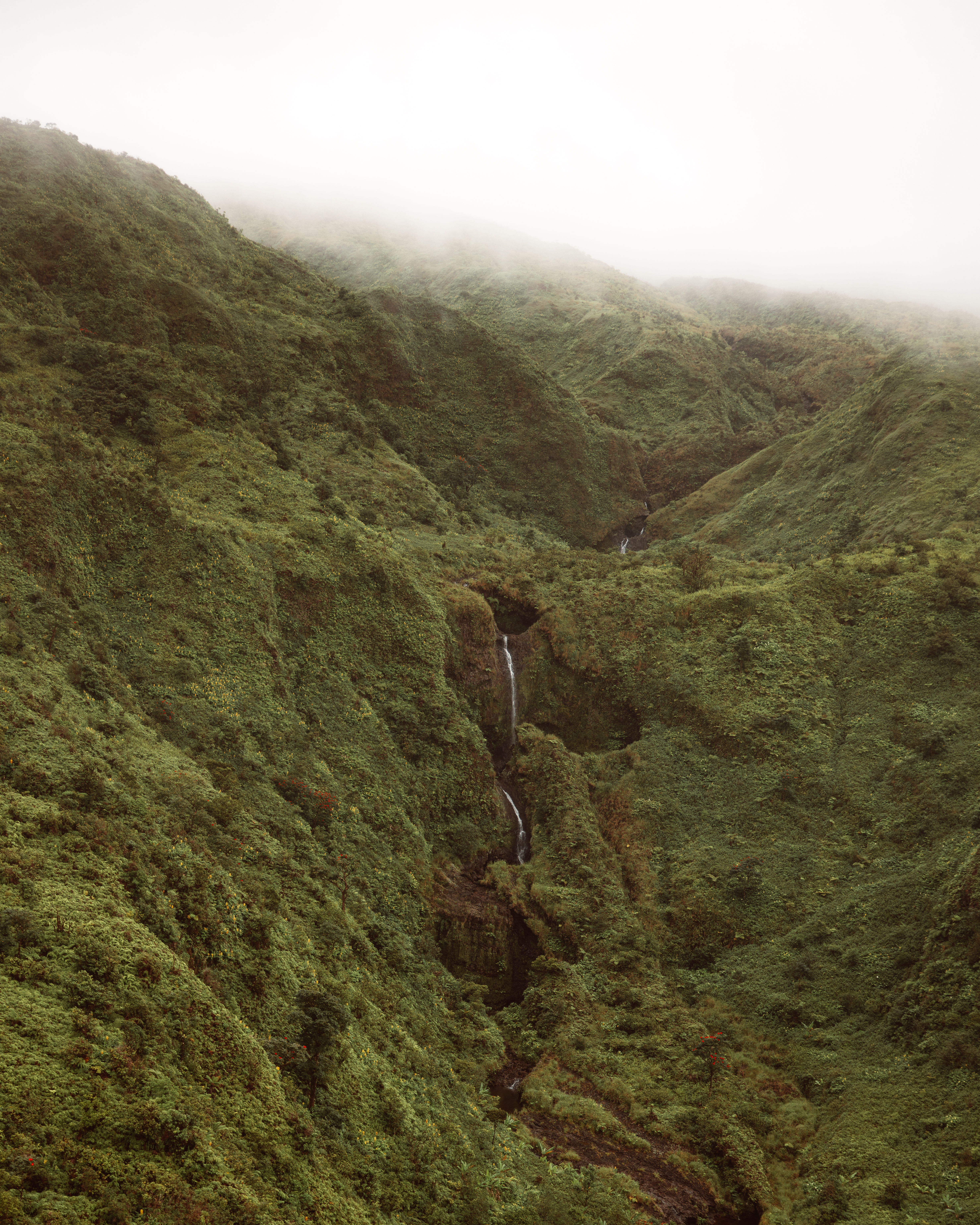 Olive V — Nettleton Road