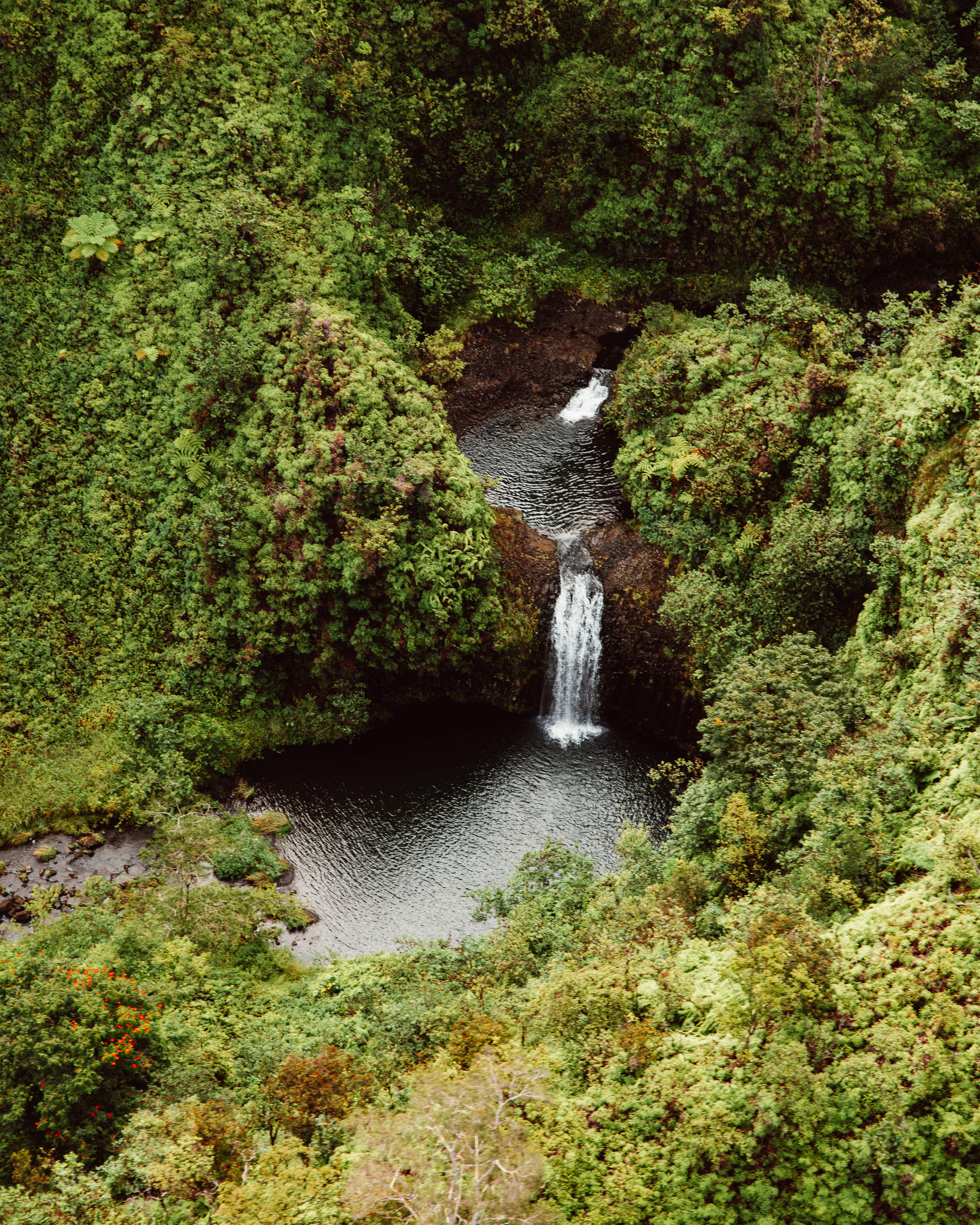 Olive VII — Nettleton Road