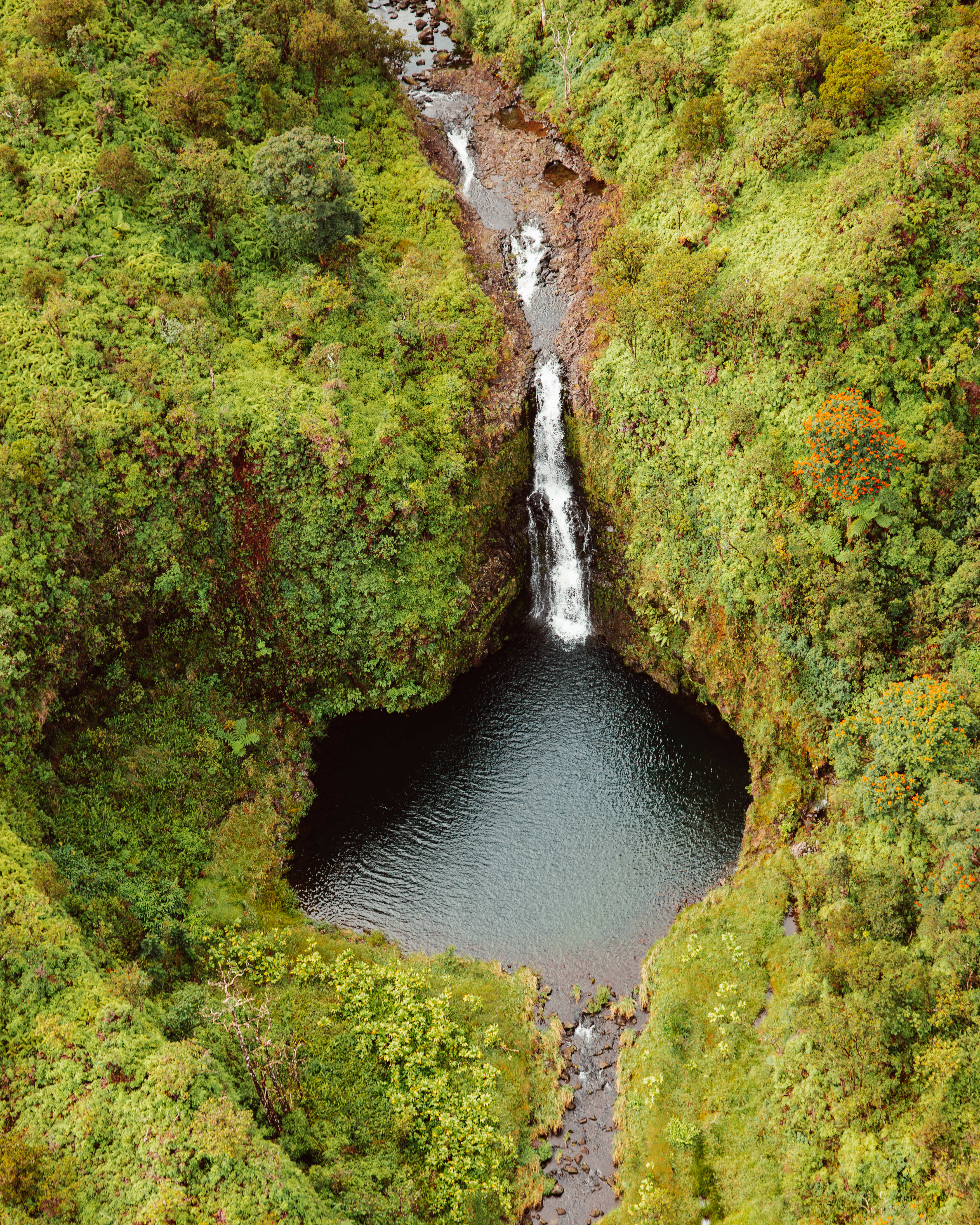 Olive VIII — Nettleton Road