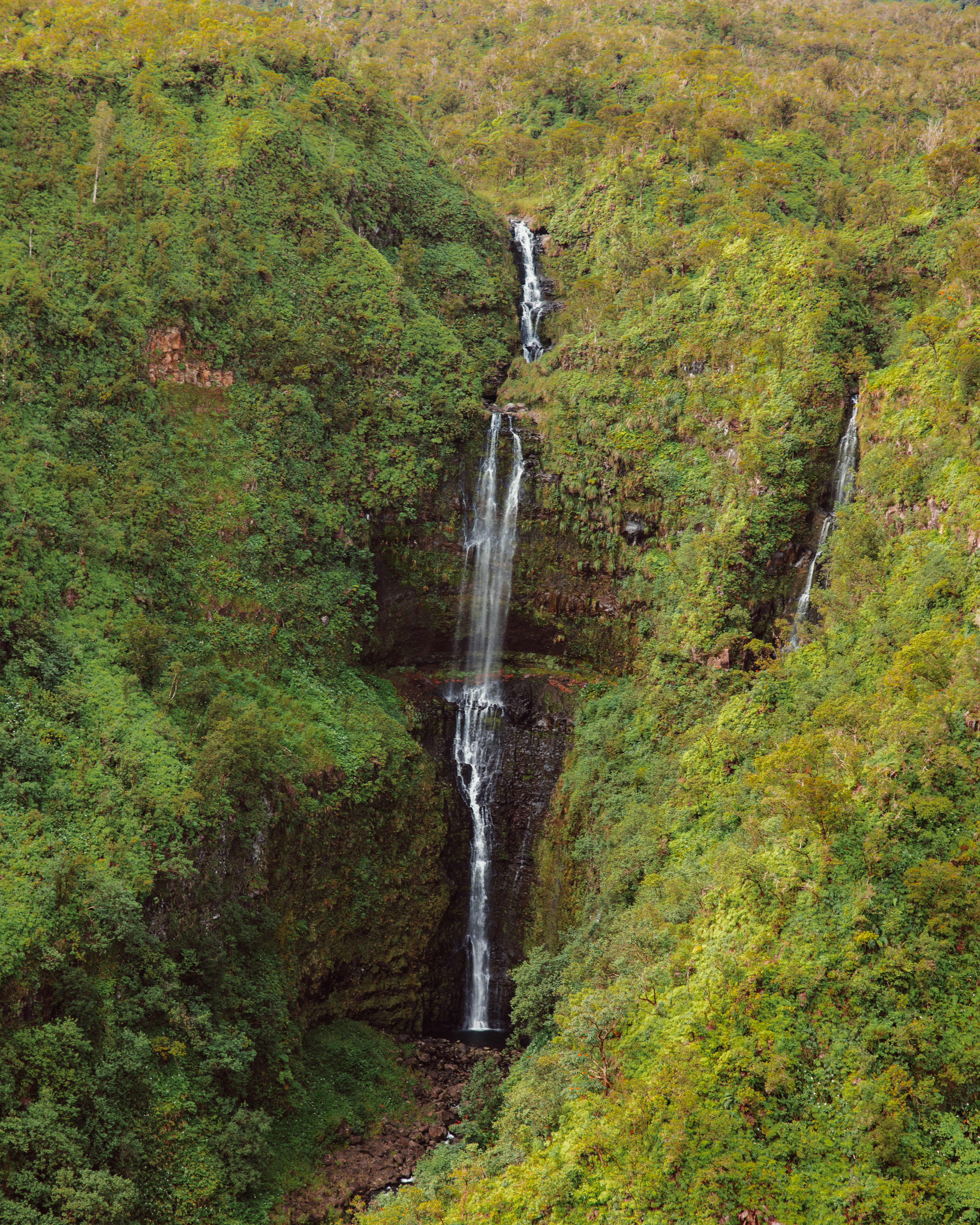 Olive XI — Nettleton Road