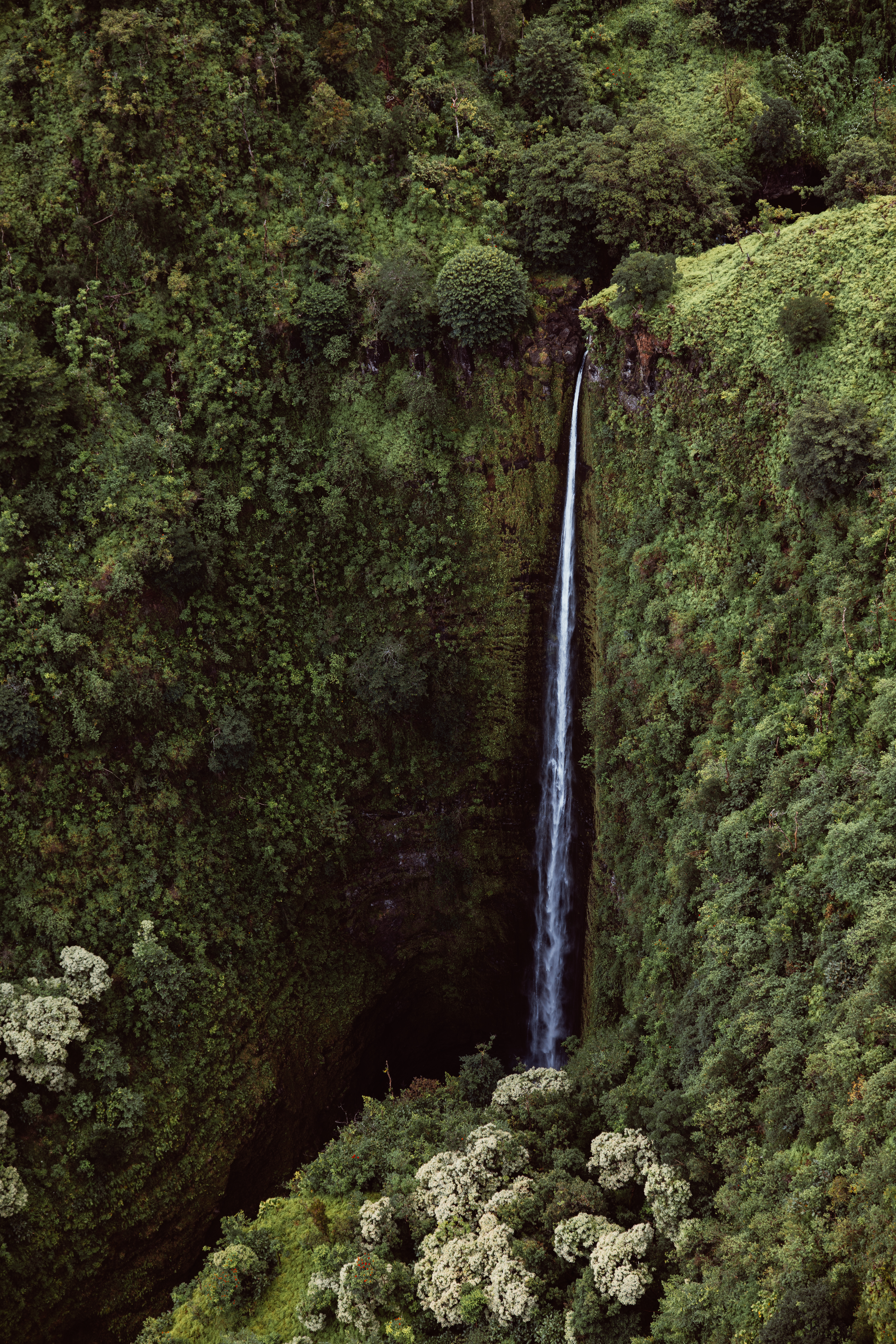 Olive XIII — Nettleton Road