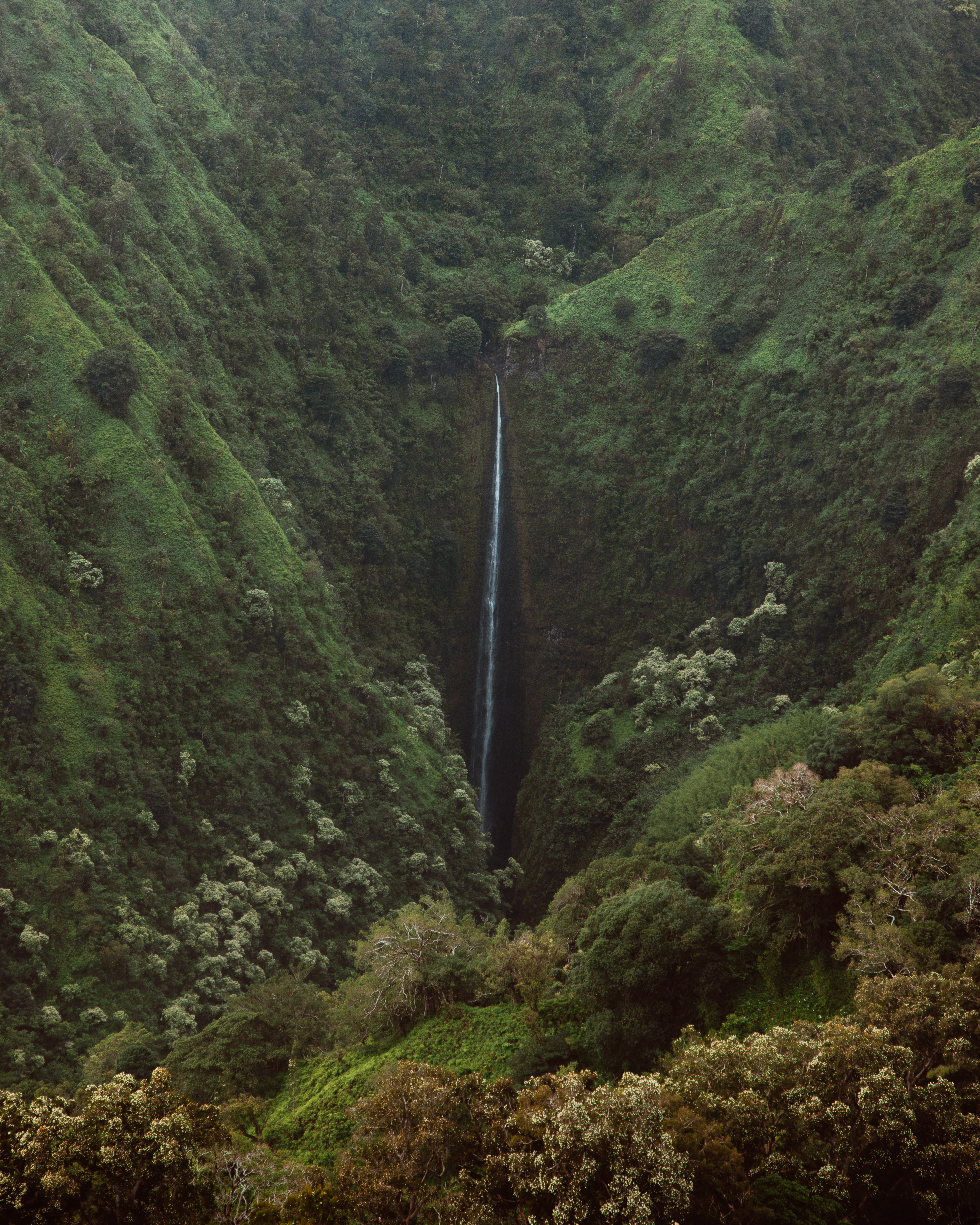 Olive XIV — Nettleton Road